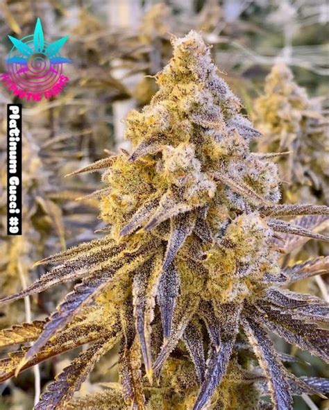 gucci platinum strain|roc bud seeds.